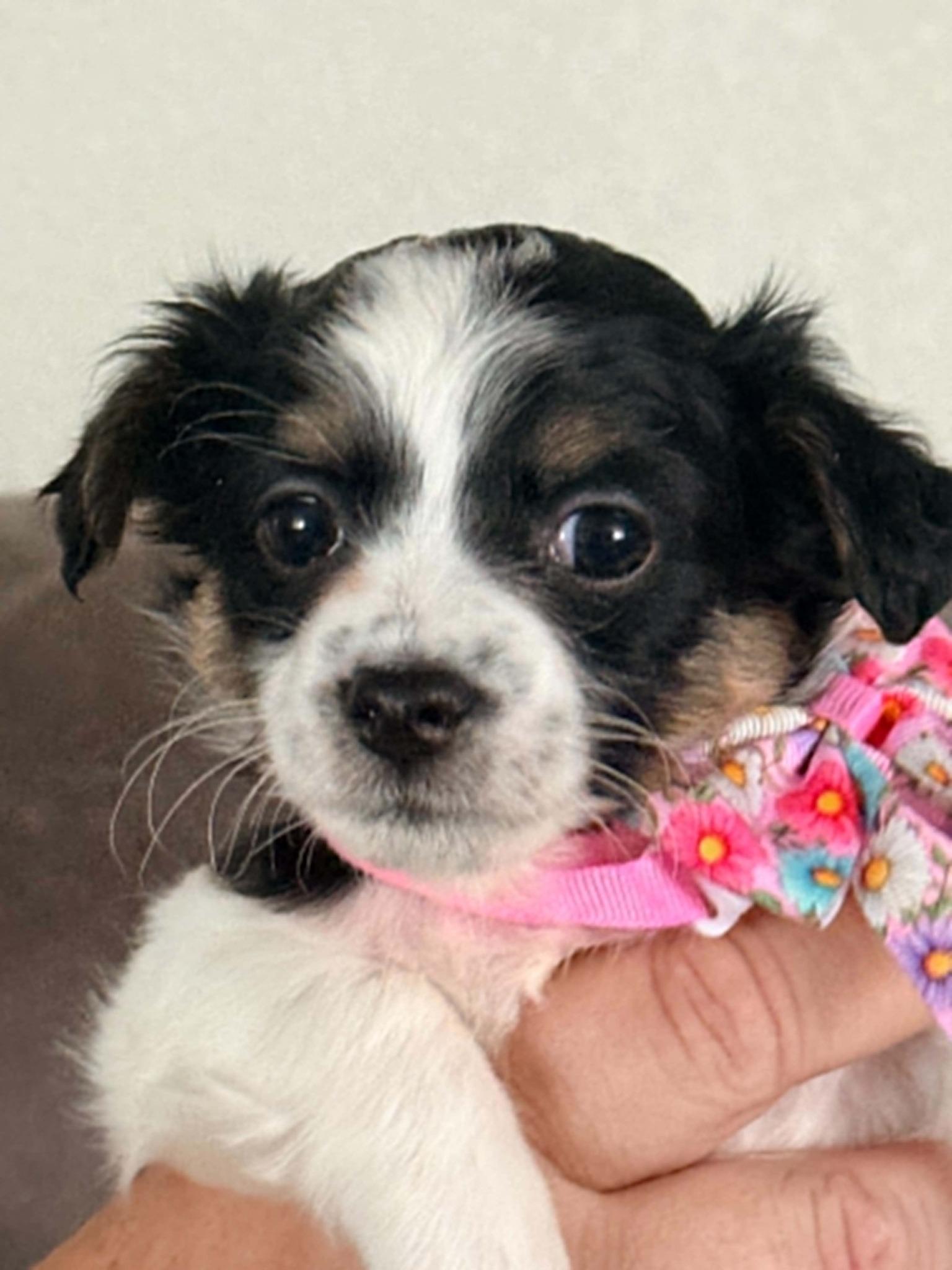 Enlarge Fudge Rounds, a Adopted mixed breed in West Richland, WA image 4/5