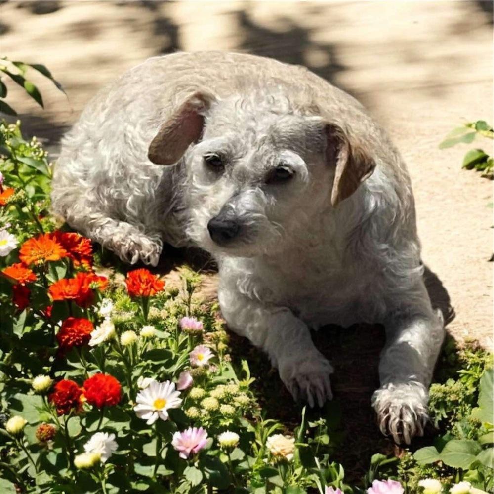 Rachel, Adoptable, Senior Female Jack Russell Terrier & Schnauzer.