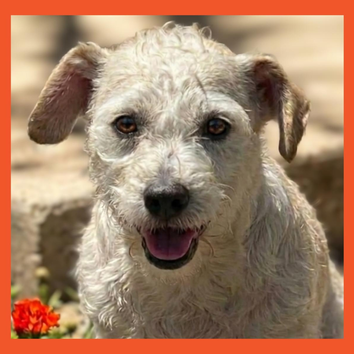 Rachel, Adoptable, Senior Female Jack Russell Terrier & Schnauzer.