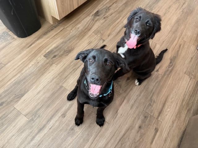 Cogliano / Dior, Adoptable, Puppy Female Labrador Retriever.