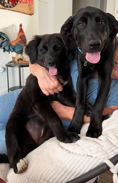 Enlarge Cogliano / Dior, a Adoptable Labrador Retriever in Broomfield, CO image 2/4