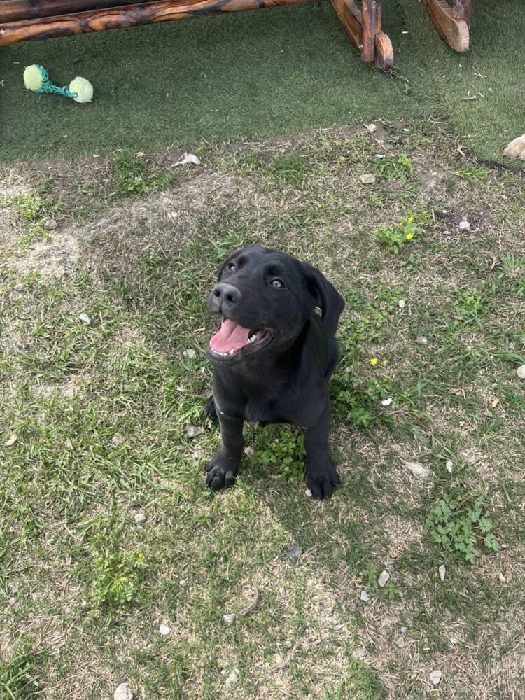 Enlarge Cogliano / Dior, a Adoptable Labrador Retriever in Broomfield, CO image 3/4