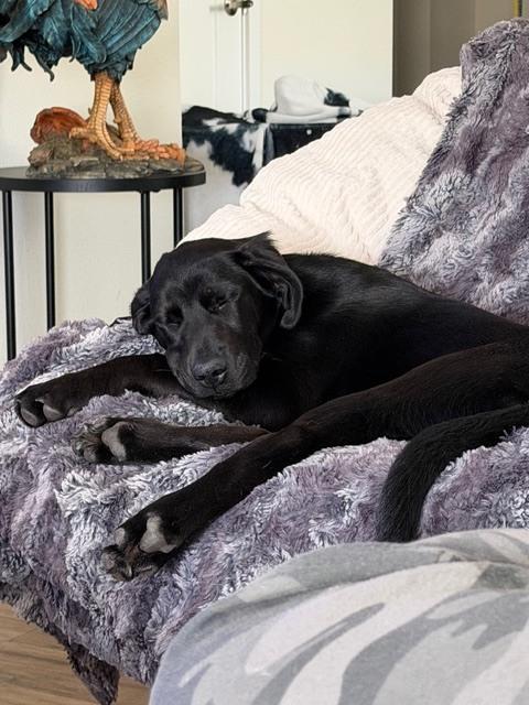 Enlarge Cogliano / Dior, a Adoptable Labrador Retriever in Broomfield, CO image 4/4