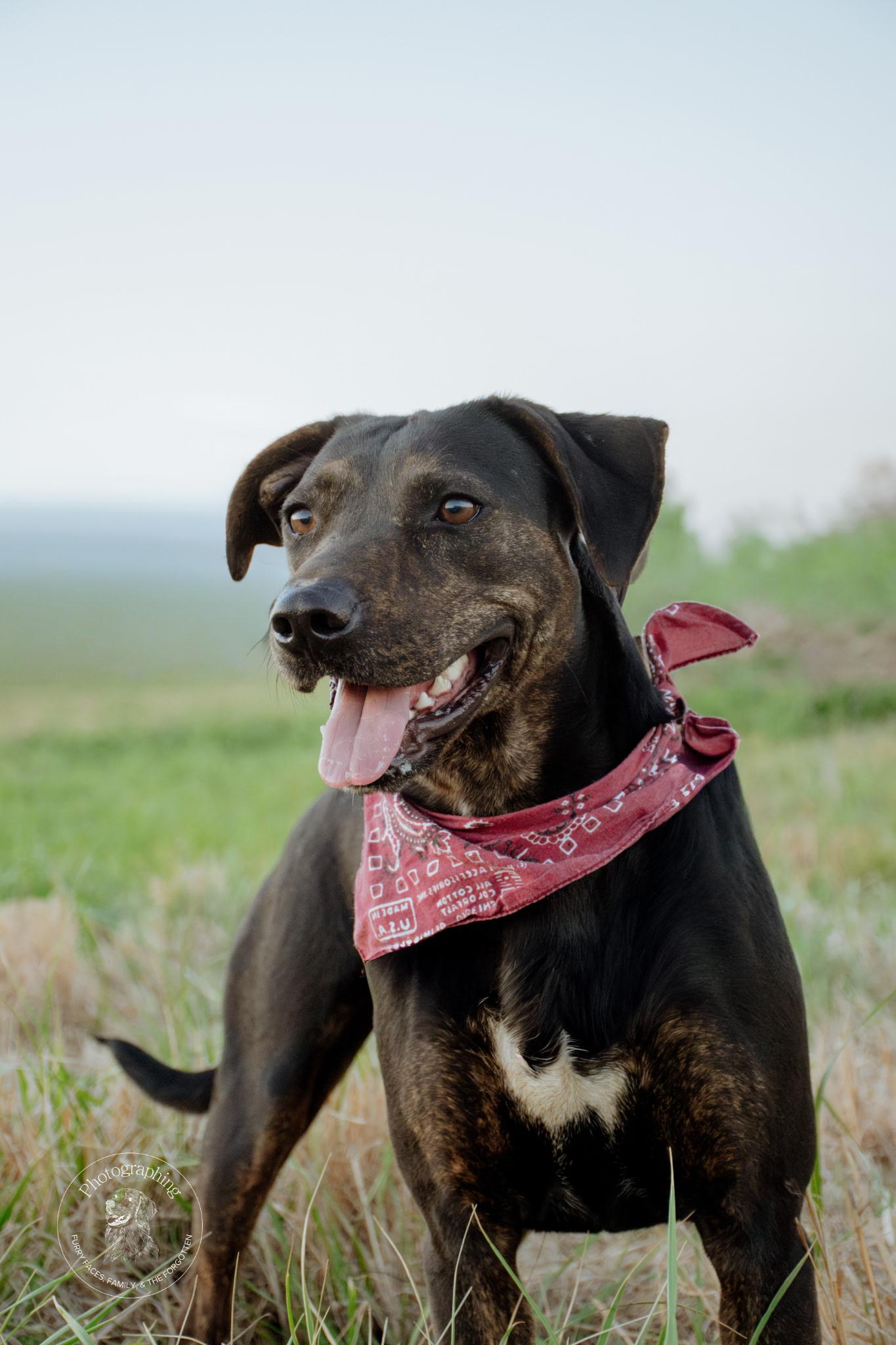 Rogan, Adoptable, Young Male Mixed Breed.