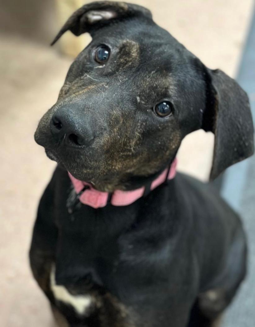 Rogan, Adoptable, Young Male Black Labrador Retriever.