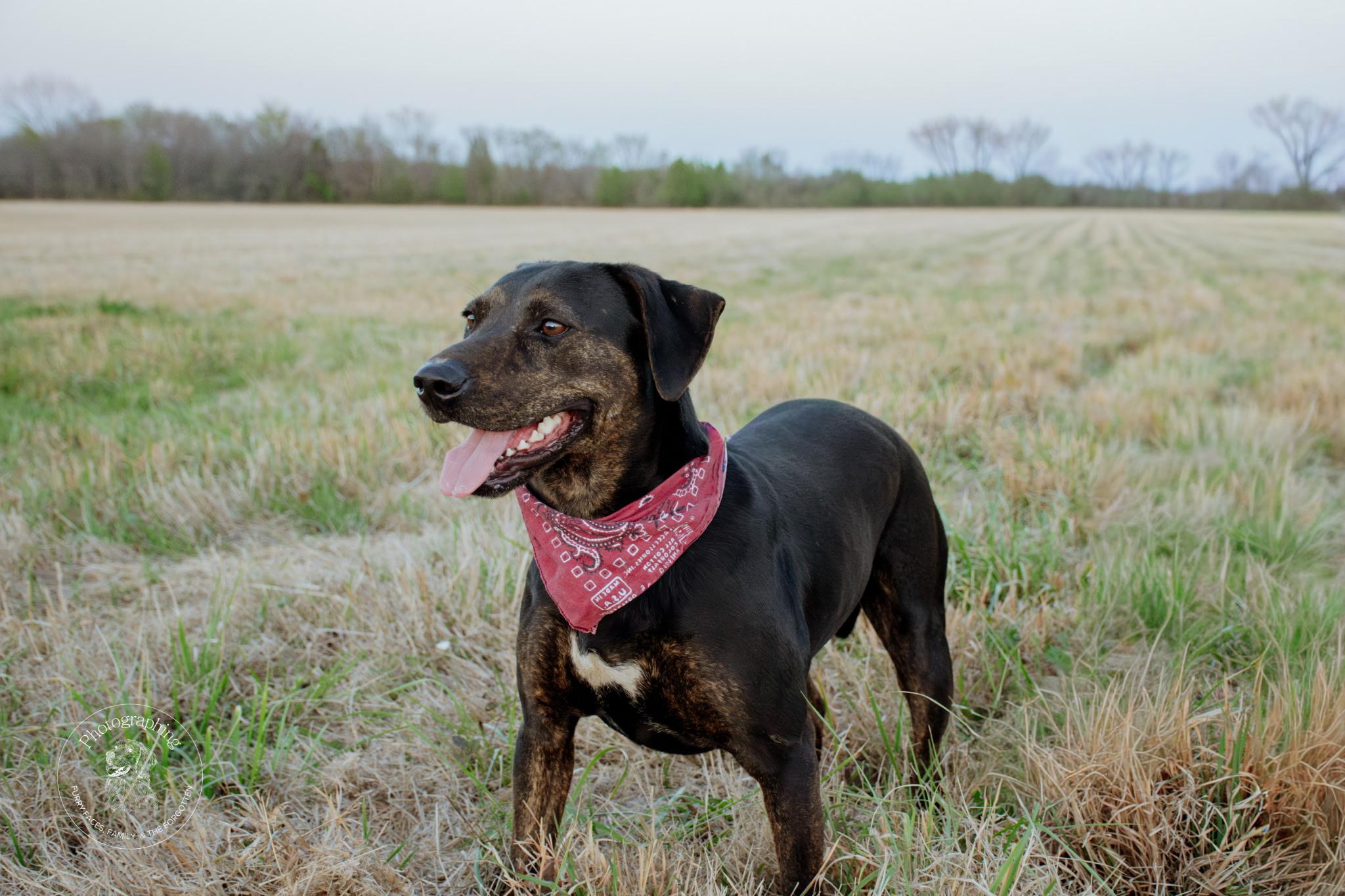 Enlarge Rogan, a Adoptable Mixed Breed in Muldrow, OK image 2/3