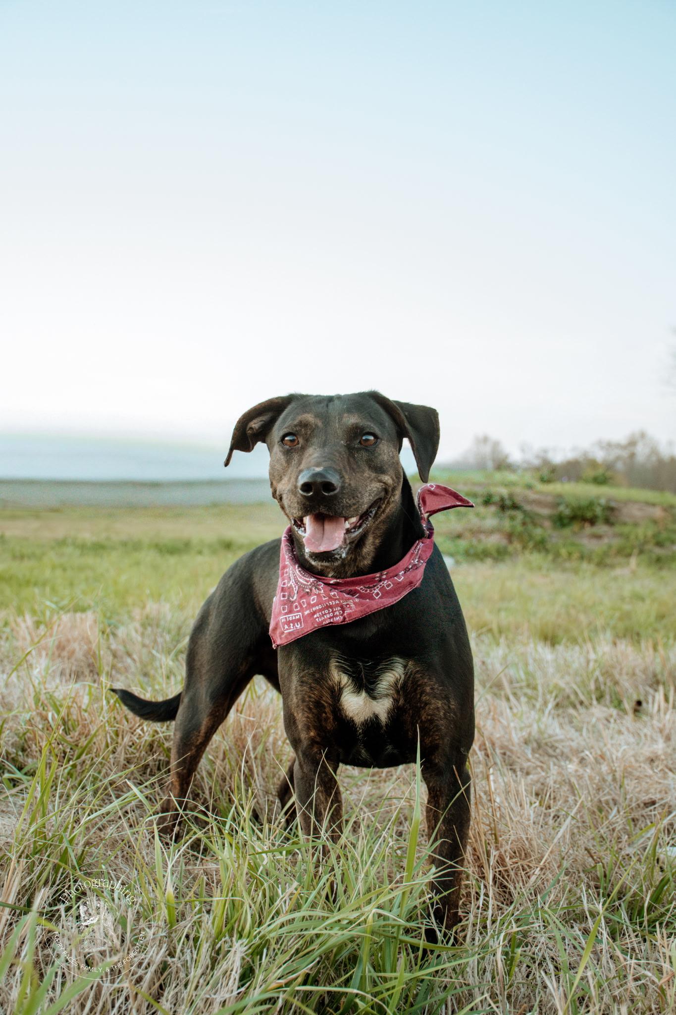 Enlarge Rogan, a Adoptable Mixed Breed in Muldrow, OK image 3/3