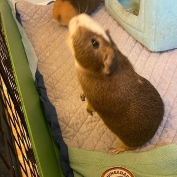 Enlarge Kevin & Taco, a Adopted Guinea Pig in New York, NY image 2/4