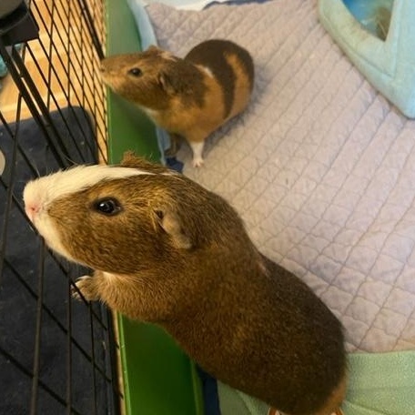 Kevin & Taco, Adopted, Adult Male Guinea Pig.