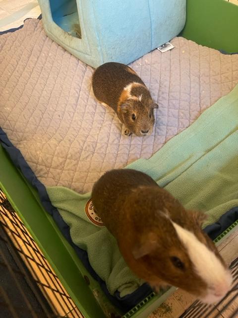 Enlarge Kevin & Taco, a Adopted Guinea Pig in New York, NY image 3/4