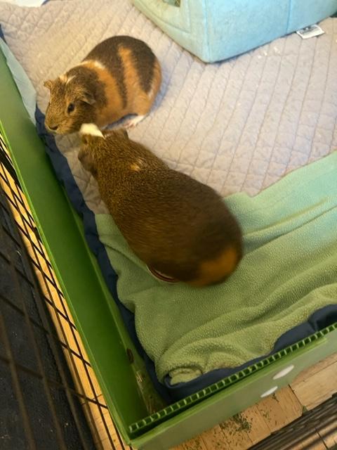 Enlarge Kevin & Taco, a Adopted Guinea Pig in New York, NY image 4/4