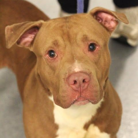 26-01380 BUDDY, adopted, Adult Male Pit Bull Terrier.