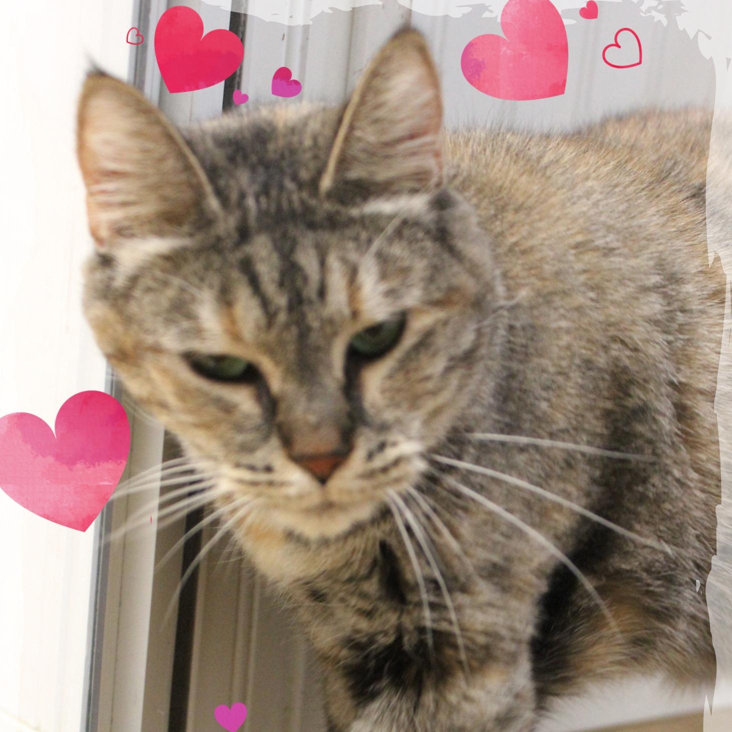 Enlarge Penny, a Adoptable Tabby in Amelia, OH image 1/1
