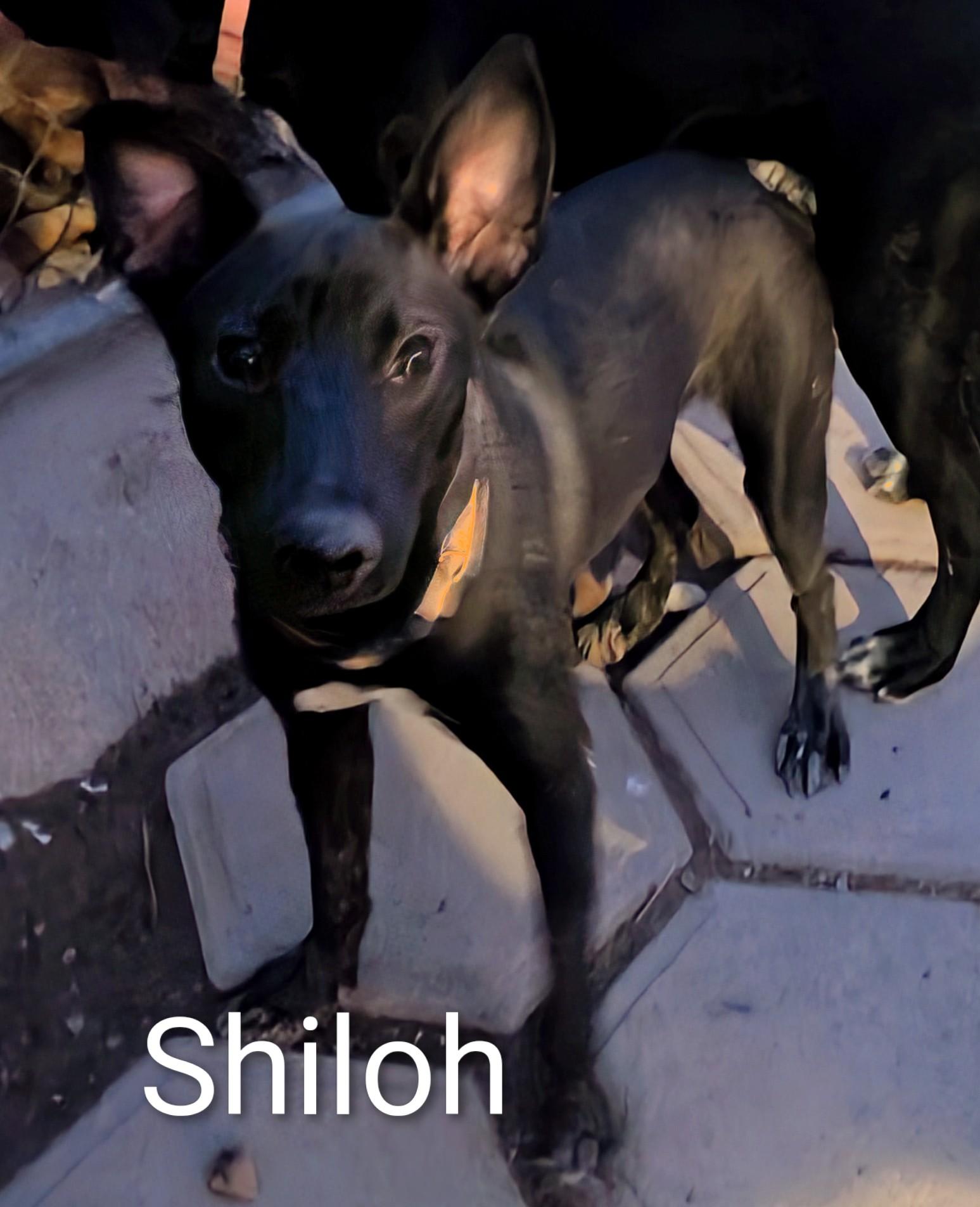 Shiloh