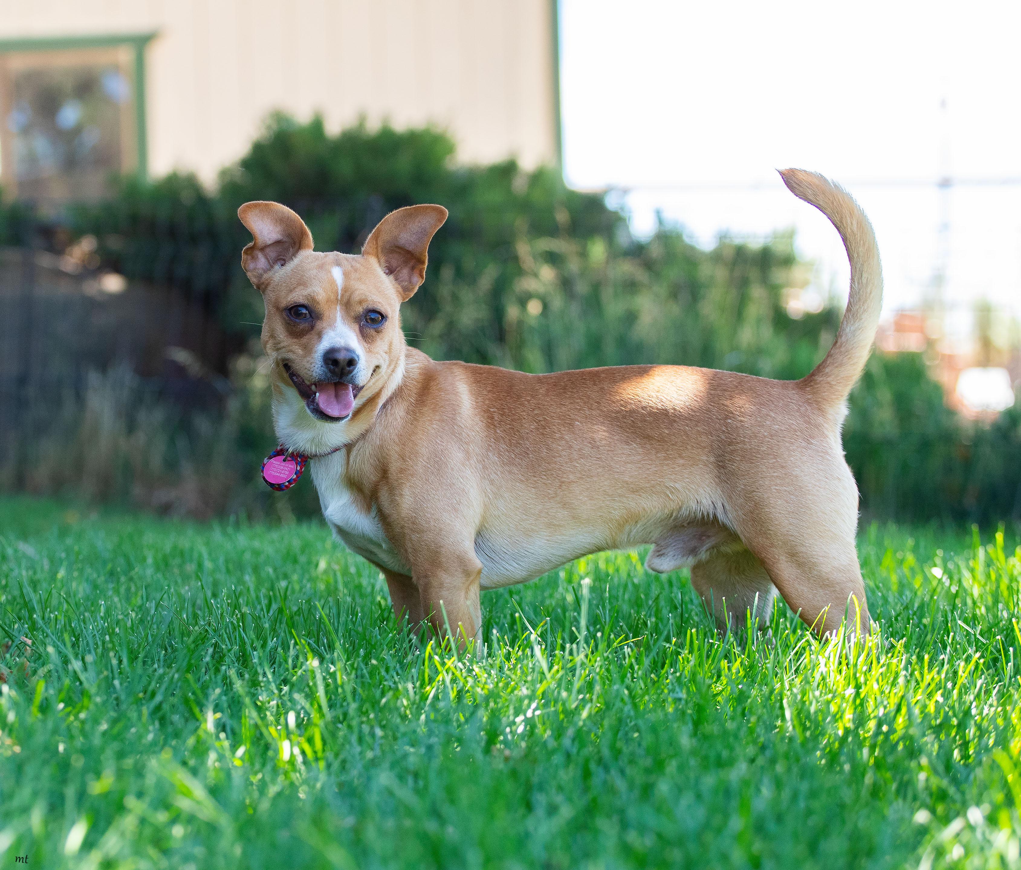 Ranger, a ADOPTABLE Chihuahua in Washoe Valley, NV image 1/4