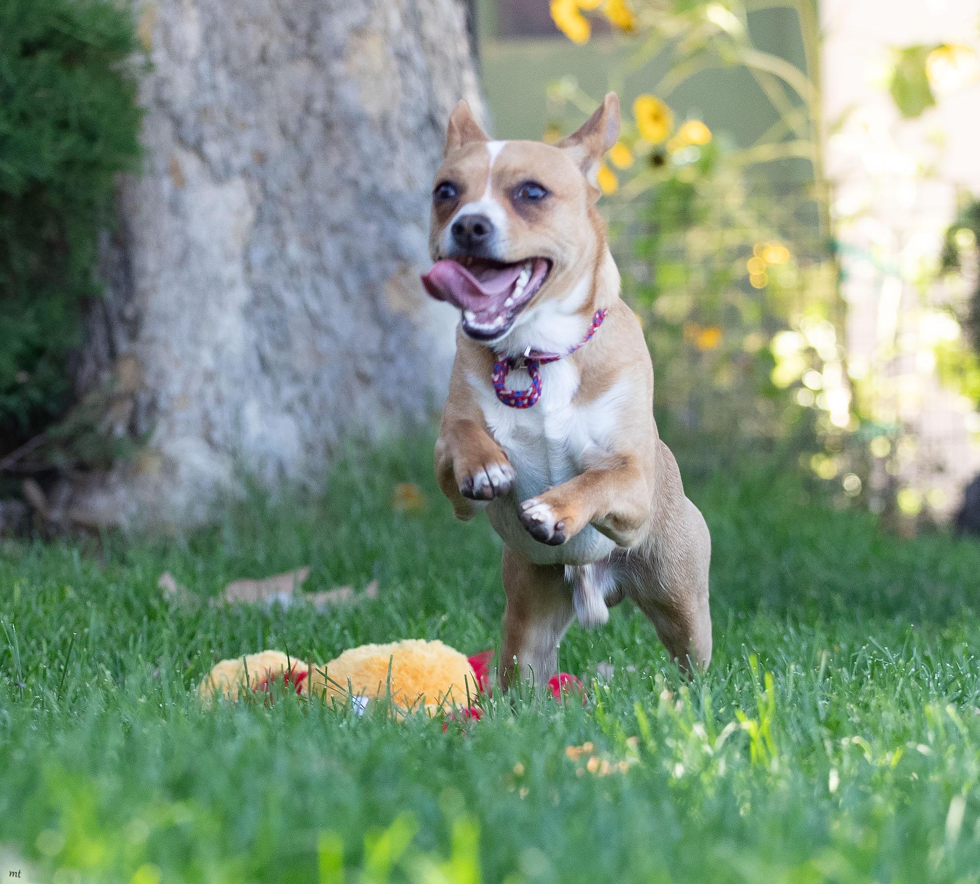 Ranger, a ADOPTABLE Chihuahua in Washoe Valley, NV image 2/4