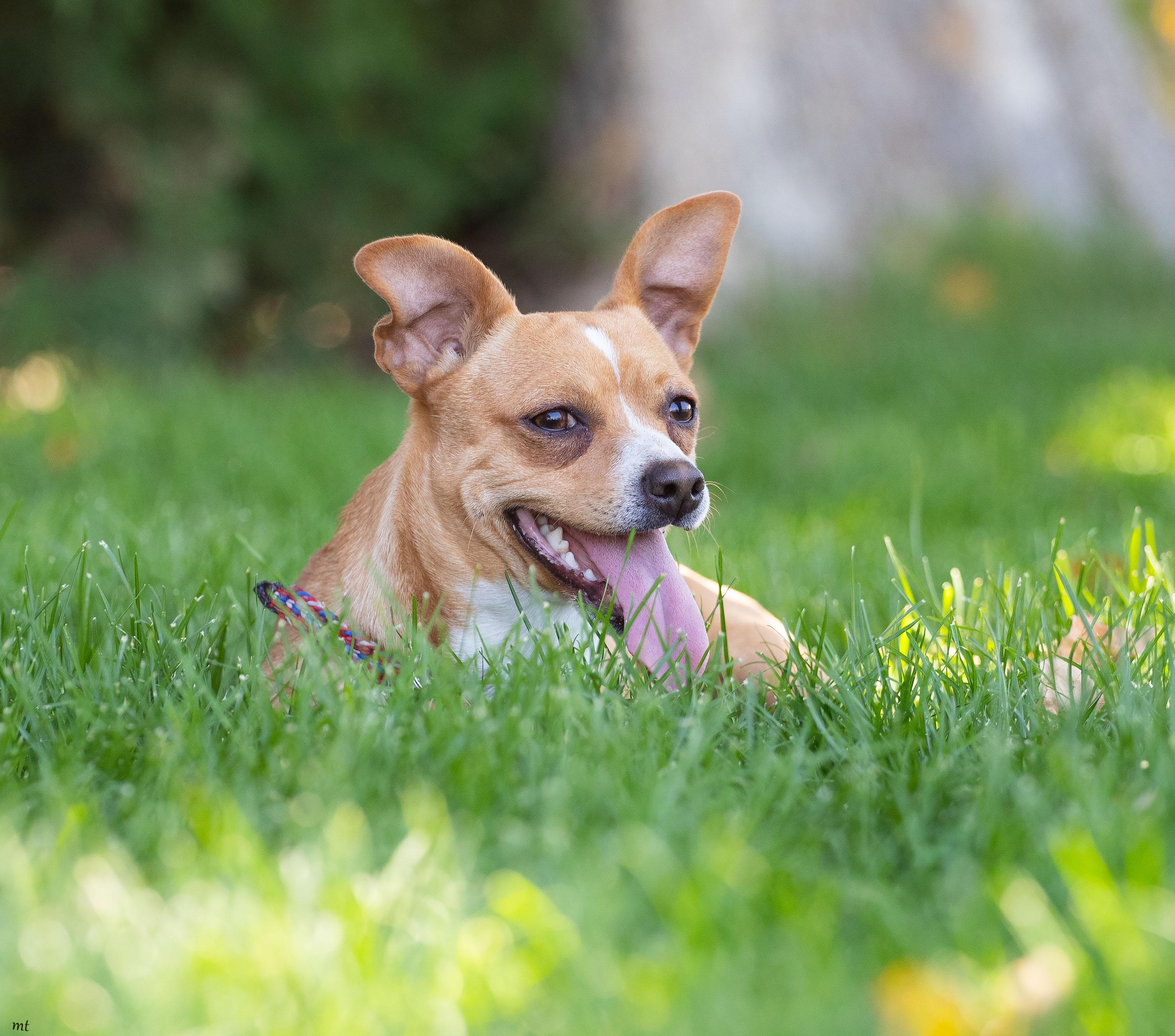 Ranger, a ADOPTABLE Chihuahua in Washoe Valley, NV image 4/4