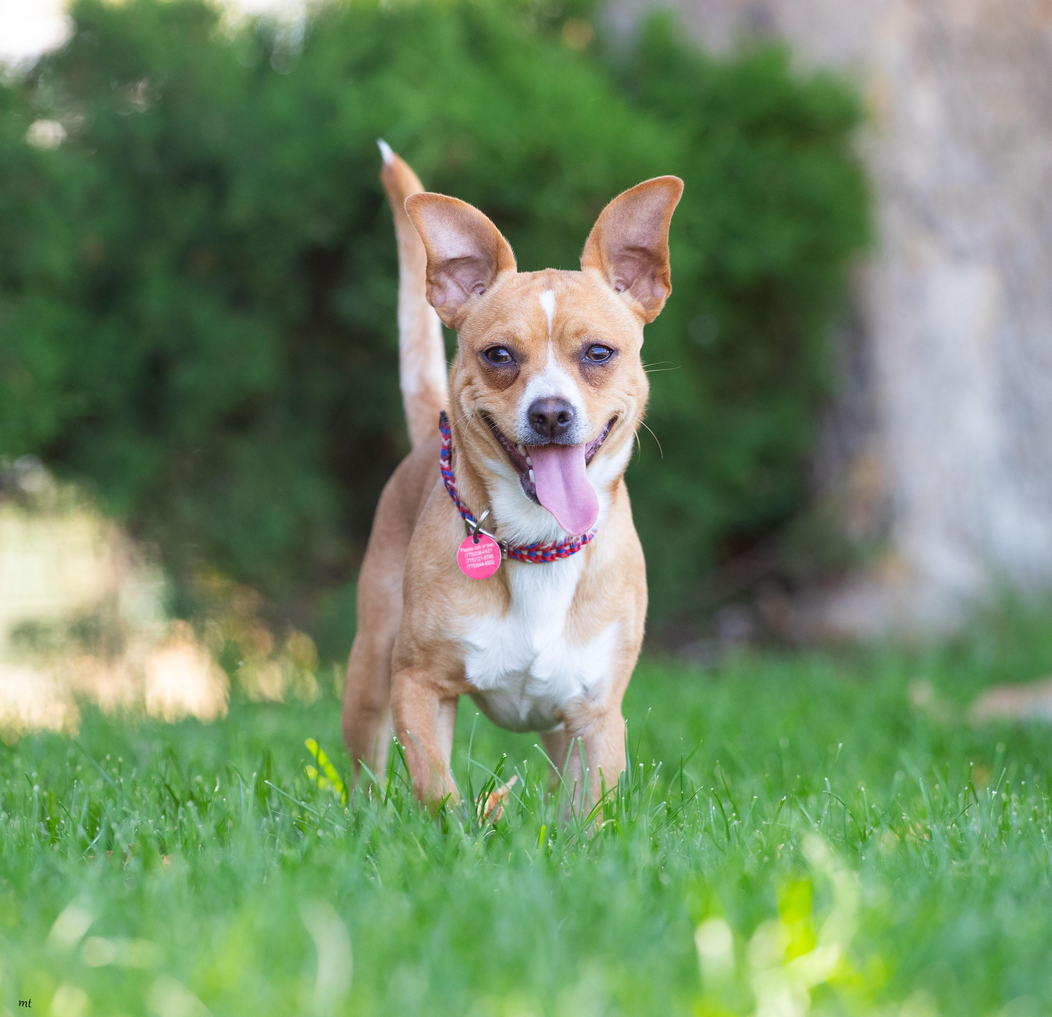 Ranger, a ADOPTABLE Chihuahua in Washoe Valley, NV image 3/4