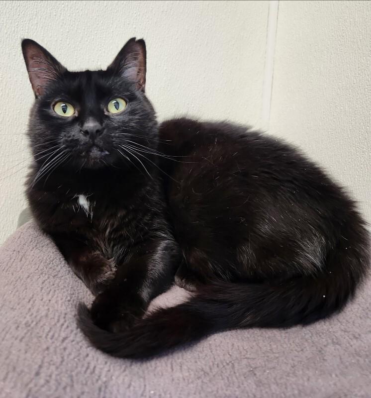 Enlarge Monkey Bean, a Adoptable Domestic Short Hair in Arlington, WA image 2/6