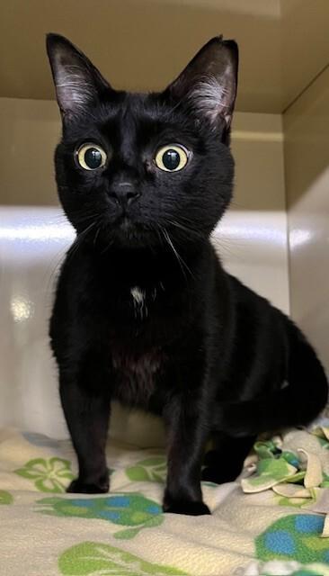 Enlarge Monkey Bean, a Adoptable Domestic Short Hair in Arlington, WA image 3/6