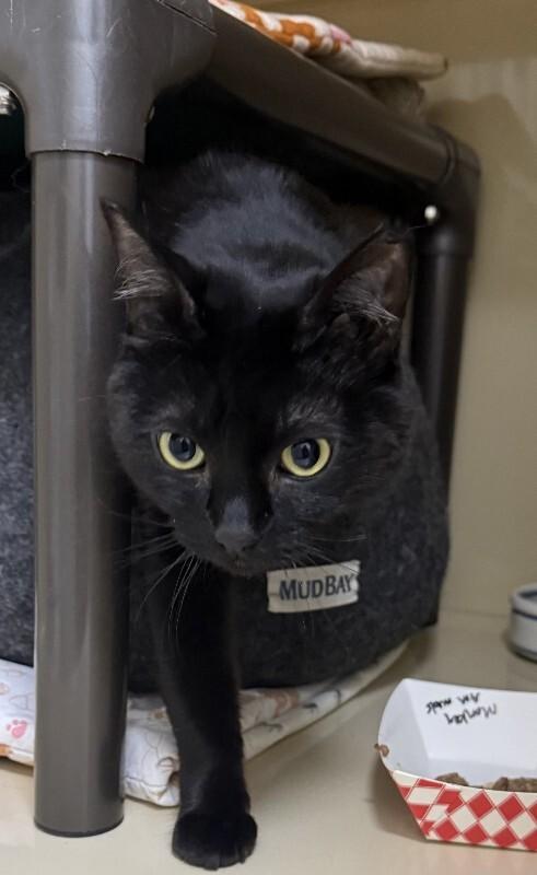 Enlarge Monkey Bean, a Adoptable Domestic Short Hair in Arlington, WA image 4/6