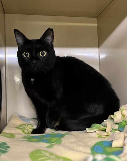 Enlarge Monkey Bean, a Adoptable Domestic Short Hair in Arlington, WA image 5/6