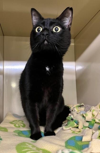 Enlarge Monkey Bean, a Adoptable Domestic Short Hair in Arlington, WA image 6/6