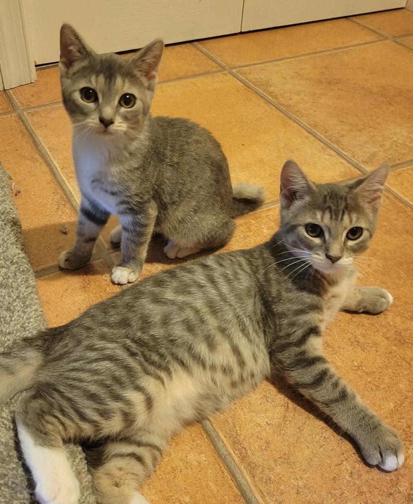 Ruthie, Adoptable, Kitten Female Domestic Short Hair.