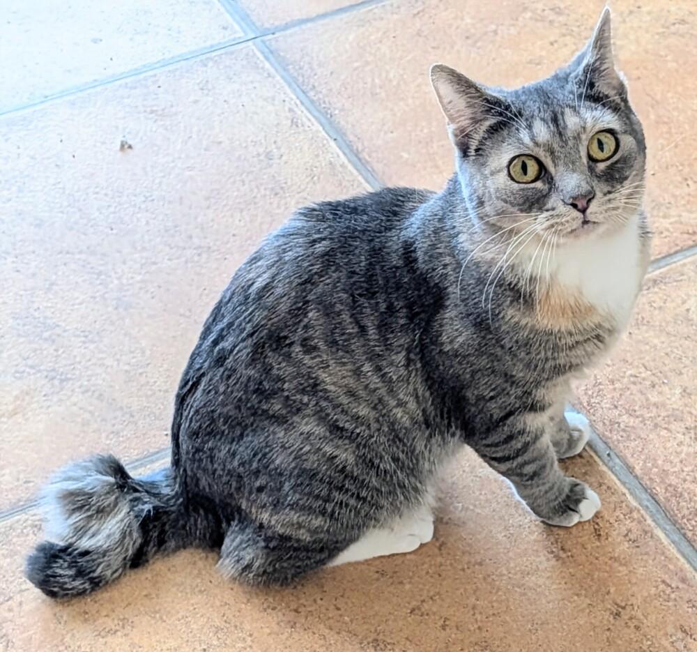 Enlarge Ruthie, a Adoptable Domestic Short Hair in Louisa, VA image 3/5