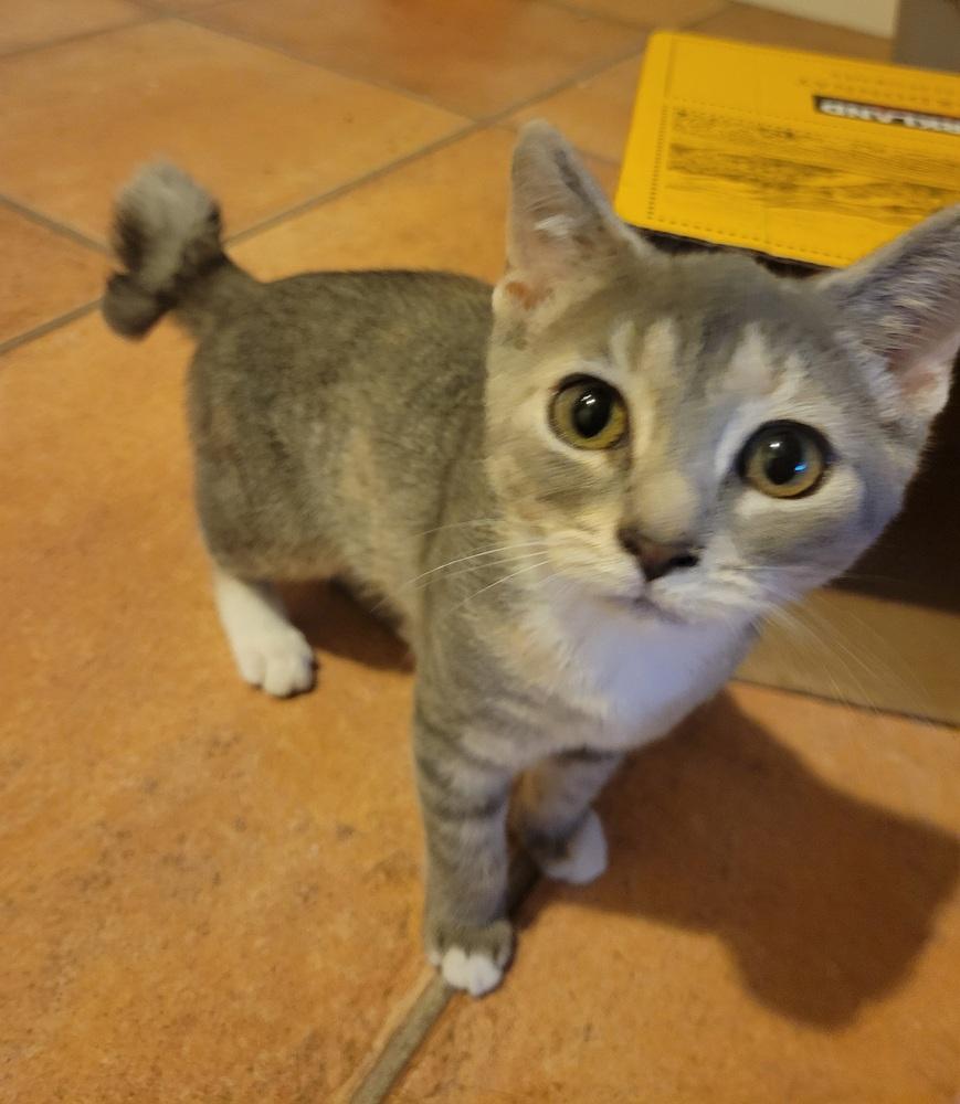 Ruthie, a Adoptable Domestic Short Hair in Louisa, VA image 2/3