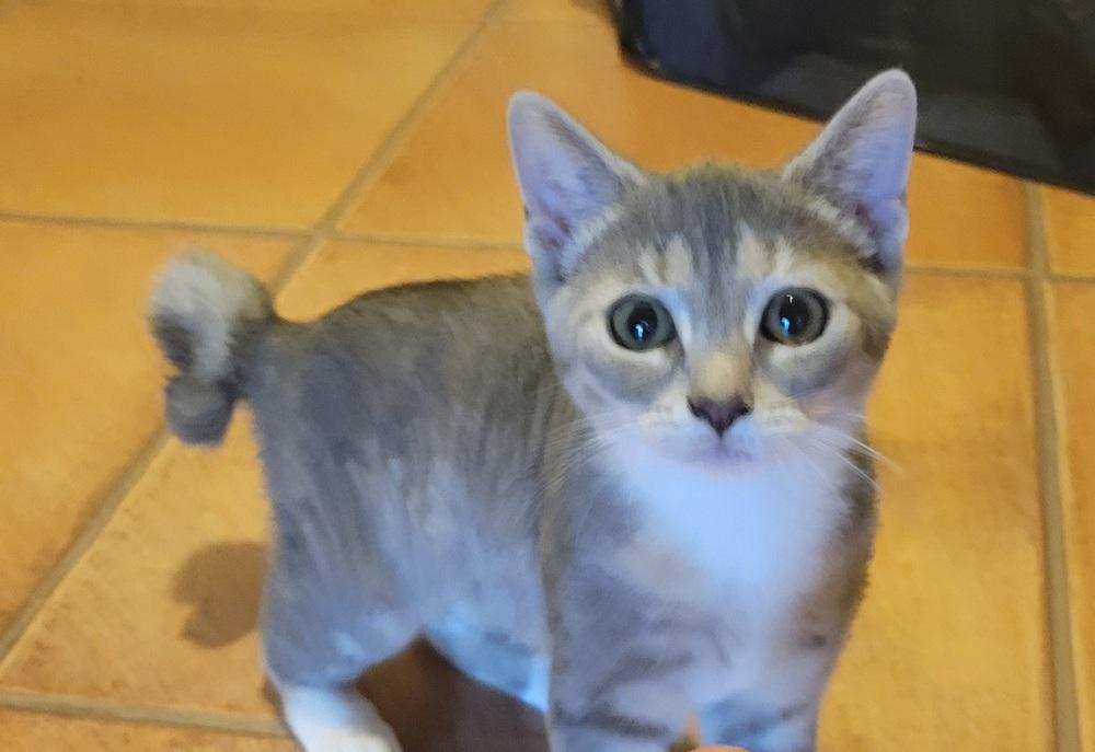 Ruthie, a Adoptable Domestic Short Hair in Louisa, VA image 3/3