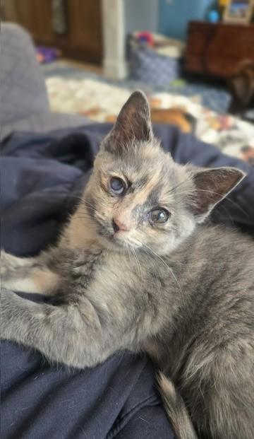 Enlarge Gypsy, a Adopted Dilute Tortoiseshell in Toledo, OH image 1/2
