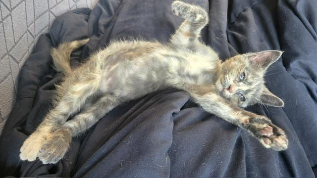 Enlarge Gypsy, a Adopted Dilute Tortoiseshell in Toledo, OH image 2/2