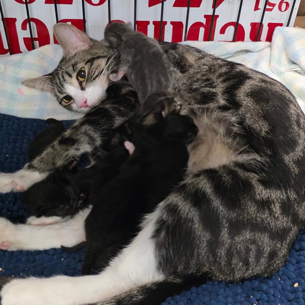 Queen, Adoptable, Adult Female Domestic Short Hair.