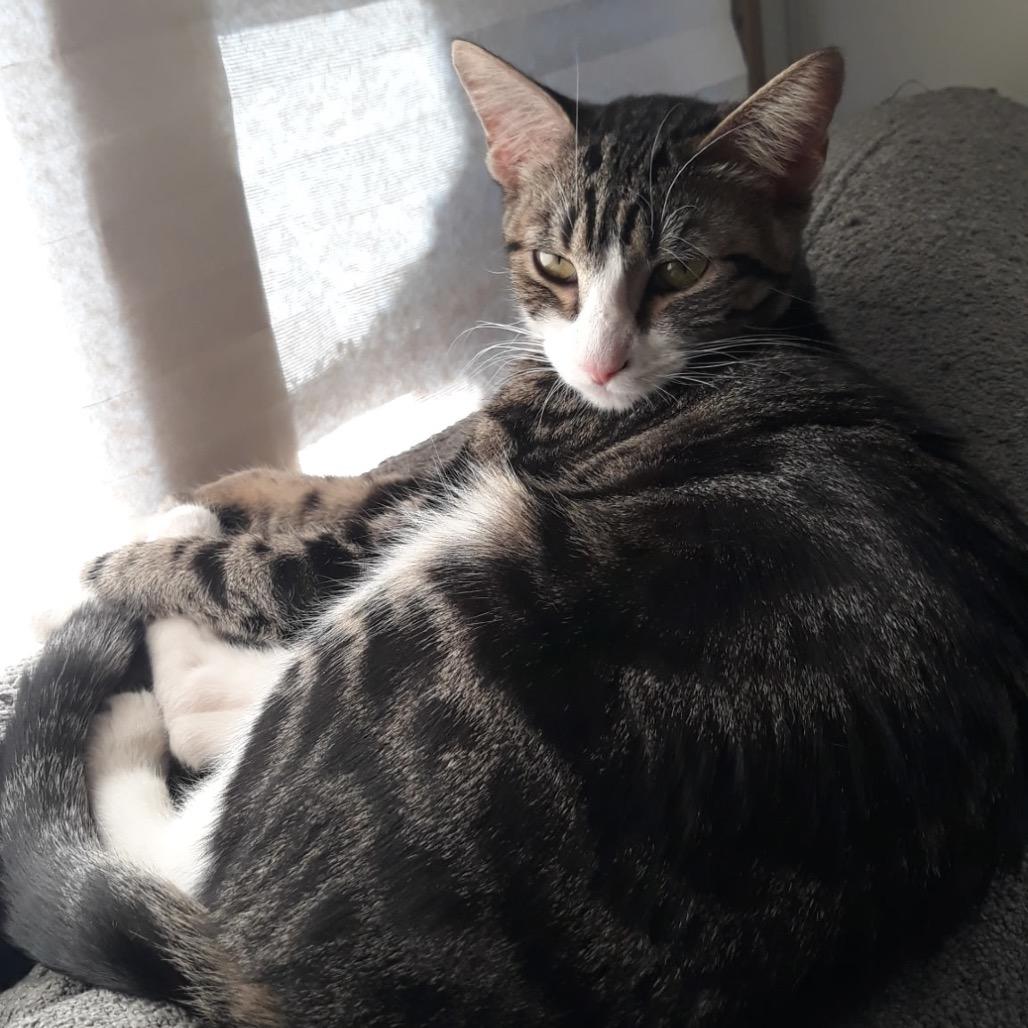 Enlarge Queen, a Adoptable Domestic Short Hair in Escondido, CA image 2/6