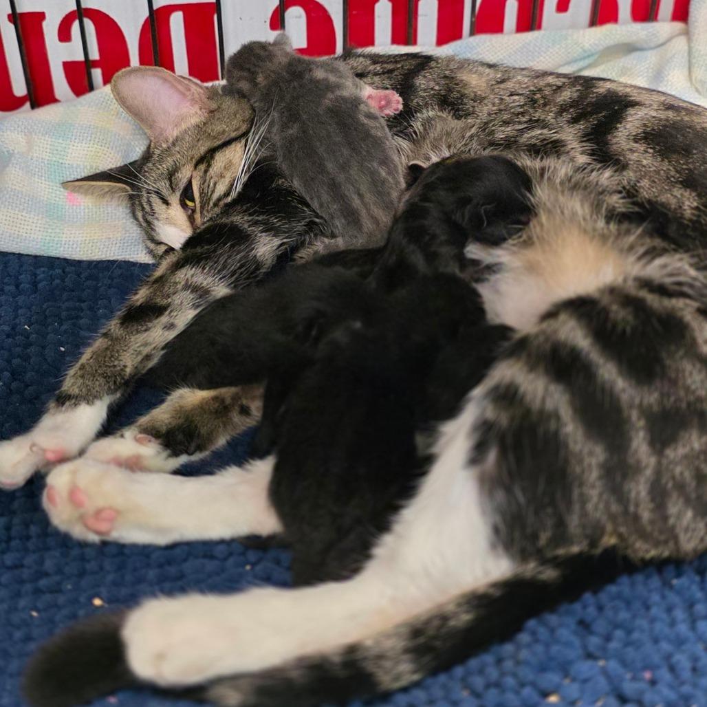 Enlarge Queen, a Adoptable Domestic Short Hair in Escondido, CA image 3/6