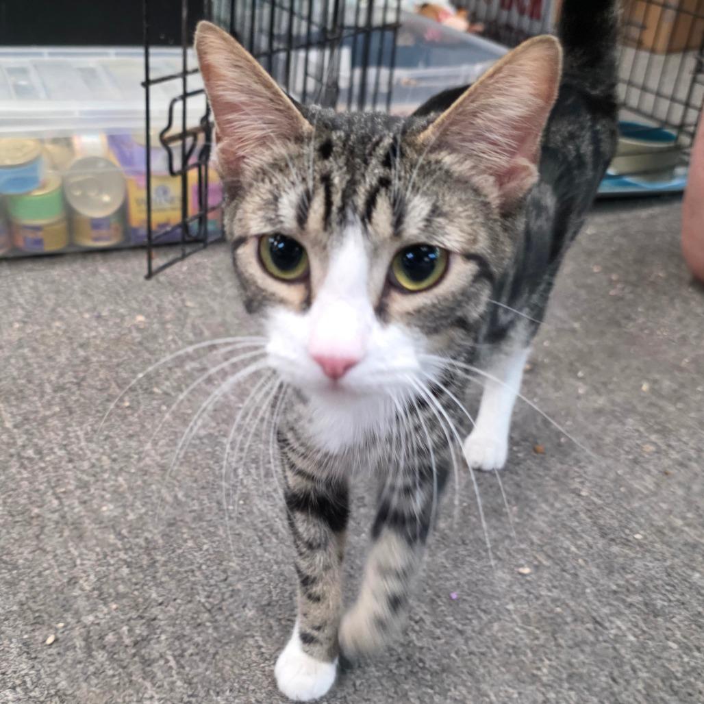Enlarge Queen, a Adoptable Domestic Short Hair in Escondido, CA image 4/6