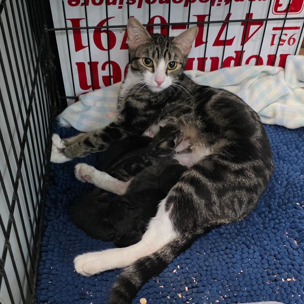 Enlarge Queen, a Adoptable Domestic Short Hair in Escondido, CA image 5/6