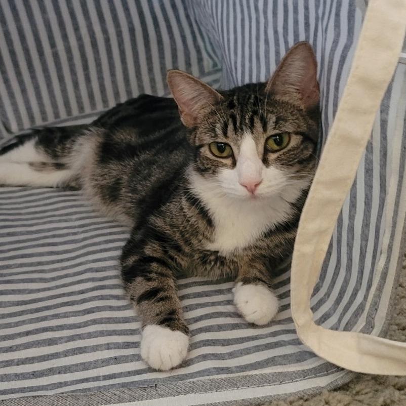 Enlarge Queen, a Adoptable Domestic Short Hair in Escondido, CA image 6/6