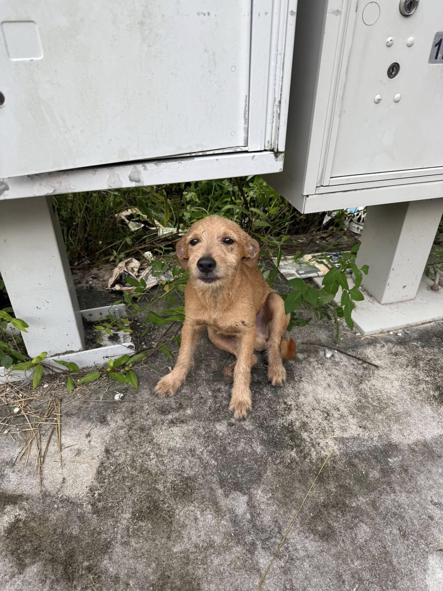Cider, Adopted, Young Male Irish Terrier.