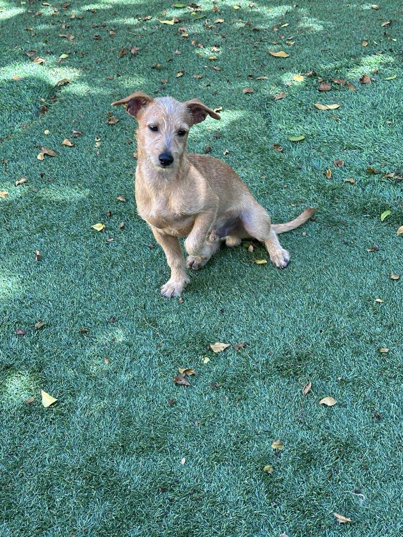 Enlarge Cider, a Adopted Irish Terrier in Pompano Beach, FL image 2/3