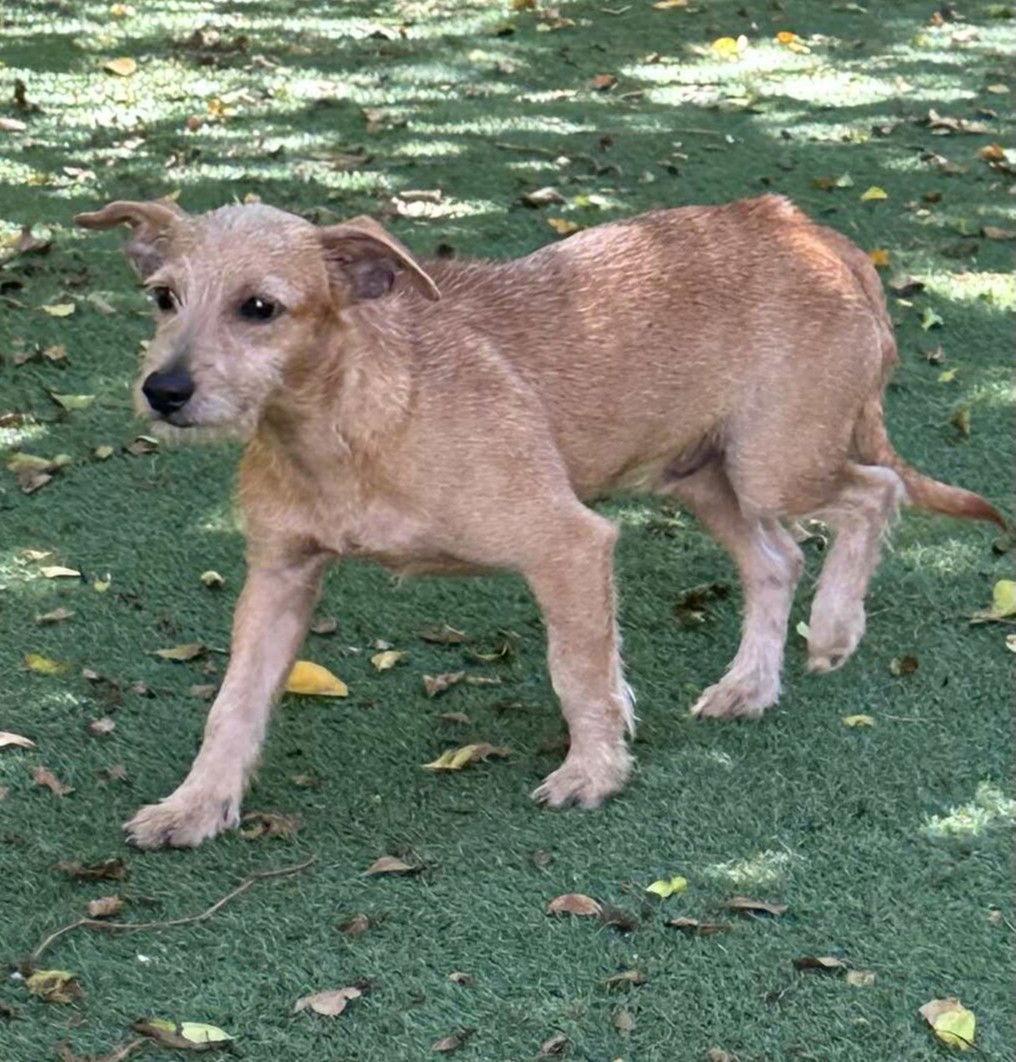 Enlarge Cider, a Adopted Irish Terrier in Pompano Beach, FL image 3/3