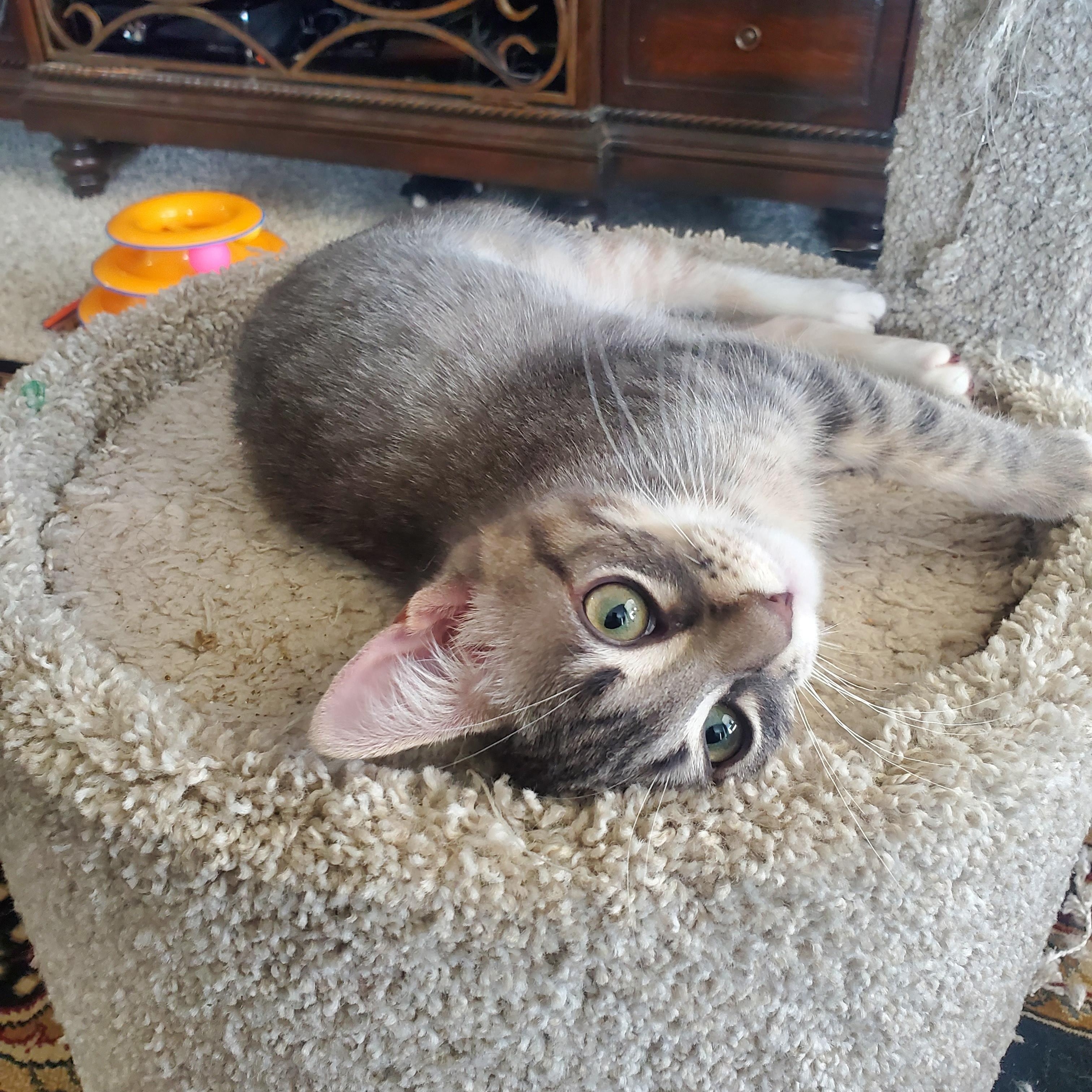 Gris, Adoptable, Young Female Domestic Short Hair.