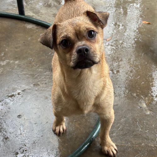 Enlarge Lilo, a Adoptable mixed breed in Hamden, CT image 1/1