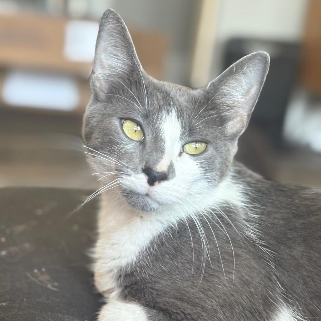 Fae, Adoptable, Adult Female Domestic Short Hair.