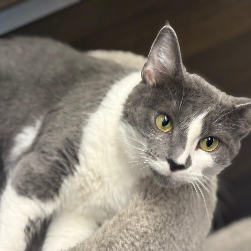 Enlarge Fae, a Adoptable Domestic Short Hair in Greenfield, IN image 2/6