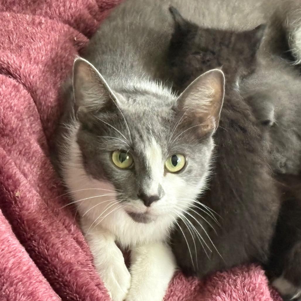 Enlarge Fae, a Adoptable Domestic Short Hair in Greenfield, IN image 3/6