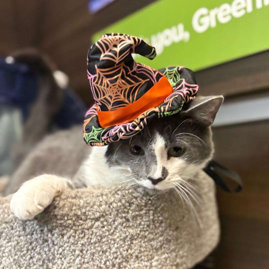 Enlarge Fae, a Adoptable Domestic Short Hair in Greenfield, IN image 4/6