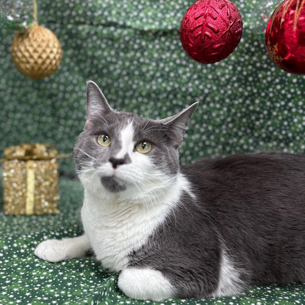 Enlarge Fae, a Adoptable Domestic Short Hair in Greenfield, IN image 5/6