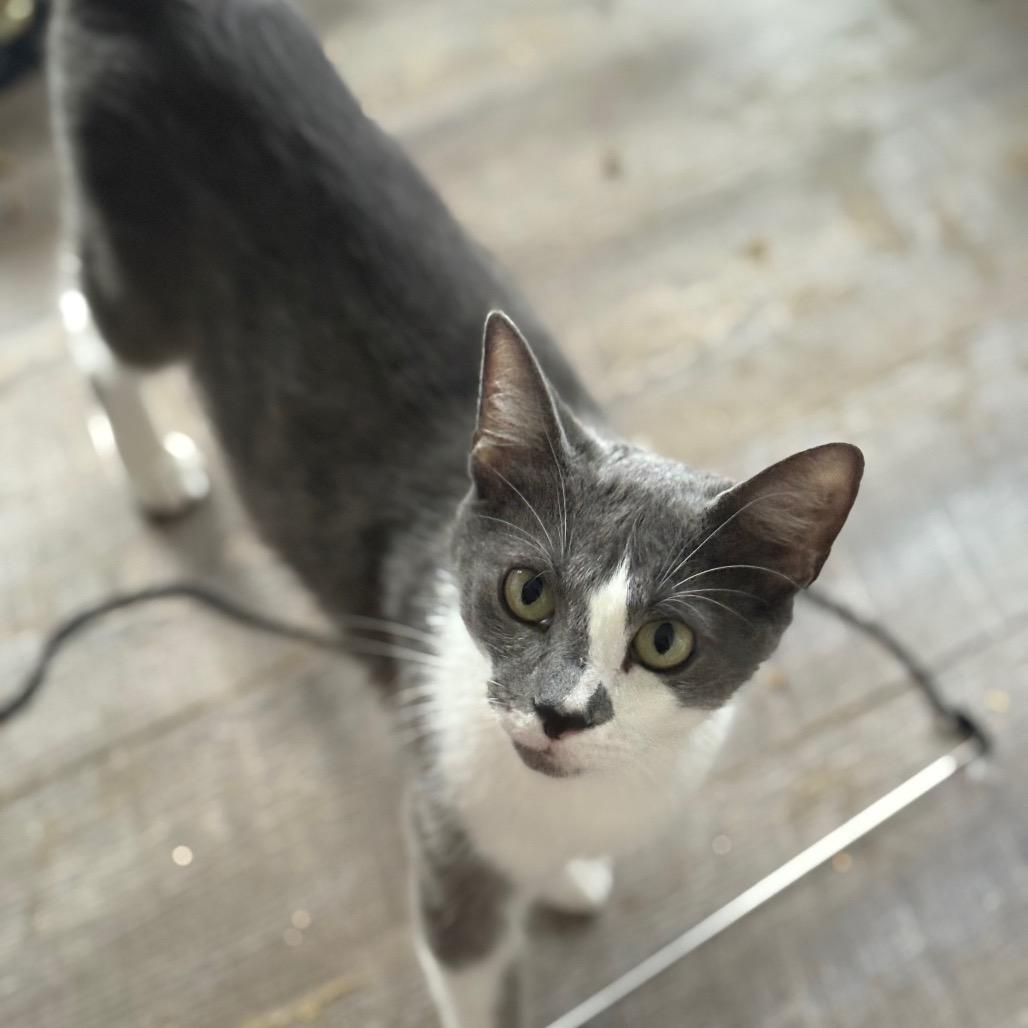 Enlarge Fae, a Adoptable Domestic Short Hair in Greenfield, IN image 6/6